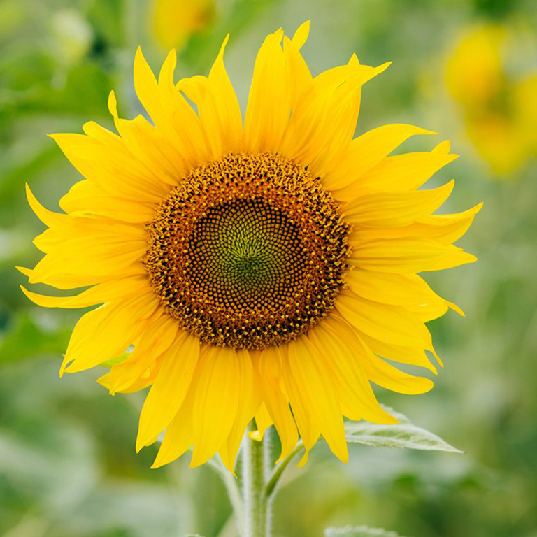 Sunflower Fatty Acids